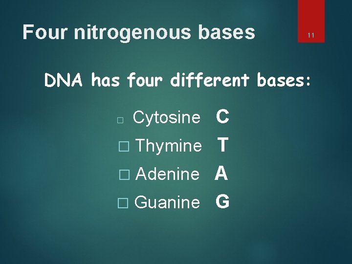 Four nitrogenous bases 11 DNA has four different bases: � Cytosine C T �