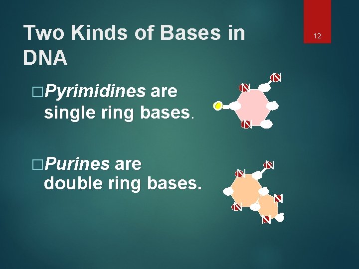 Two Kinds of Bases in DNA �Pyrimidines are single ring bases. �Purines are double