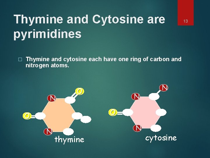 Thymine and Cytosine are pyrimidines � Thymine and cytosine each have one ring of
