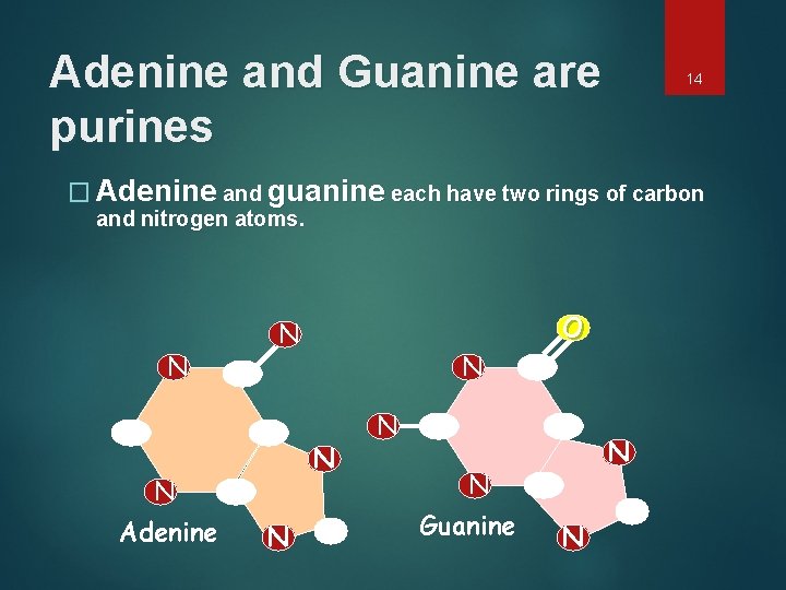 Adenine and Guanine are purines 14 � Adenine and guanine each have two rings