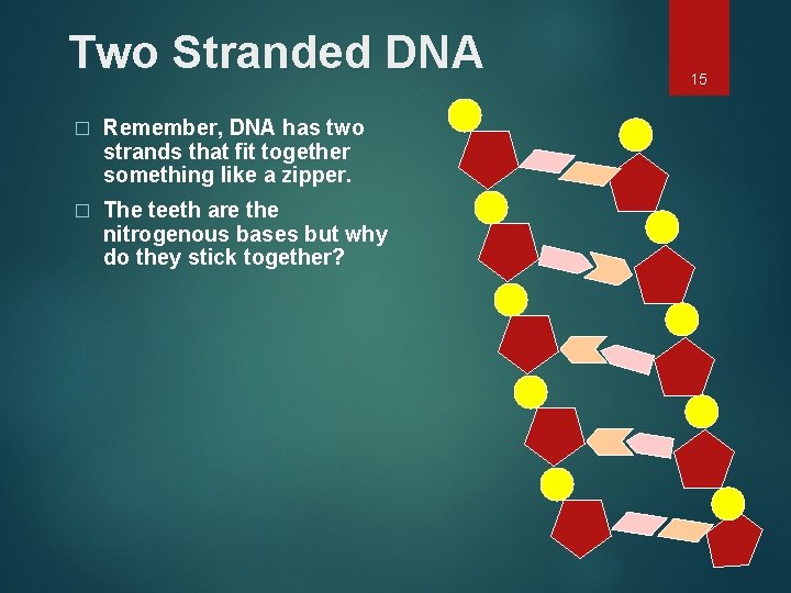 Two Stranded DNA � Remember, DNA has two strands that fit together something like