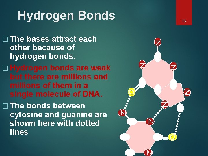 Hydrogen Bonds N � The C N N C C N C O N