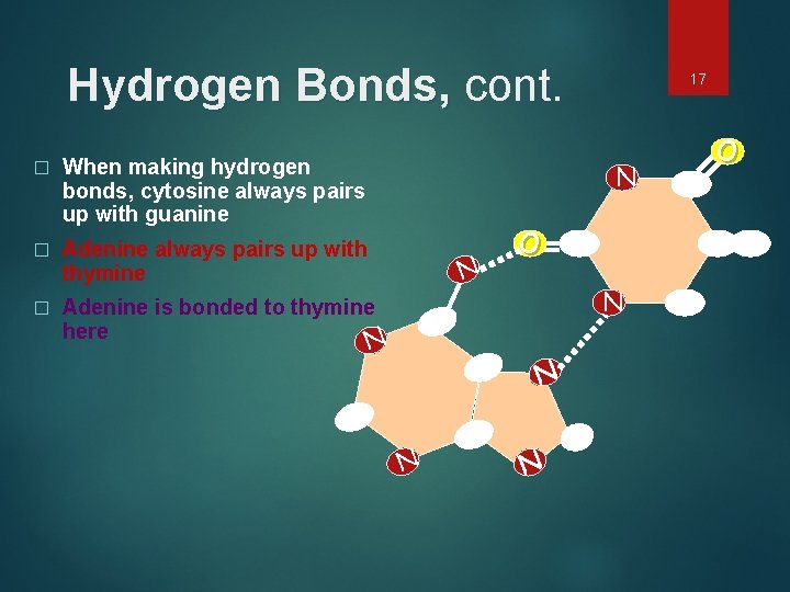 Hydrogen Bonds, cont. � When making hydrogen bonds, cytosine always pairs up with guanine