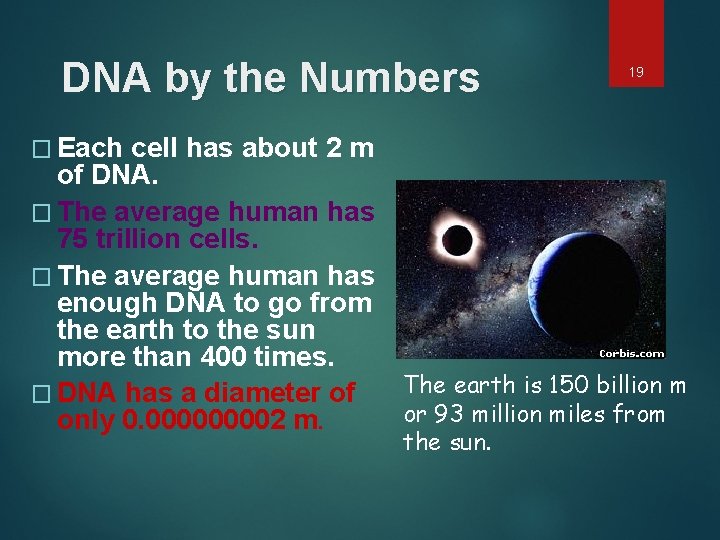 DNA by the Numbers � Each 19 cell has about 2 m of DNA.