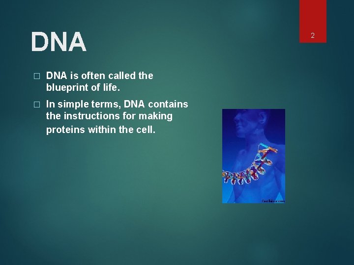 DNA � DNA is often called the blueprint of life. � In simple terms,