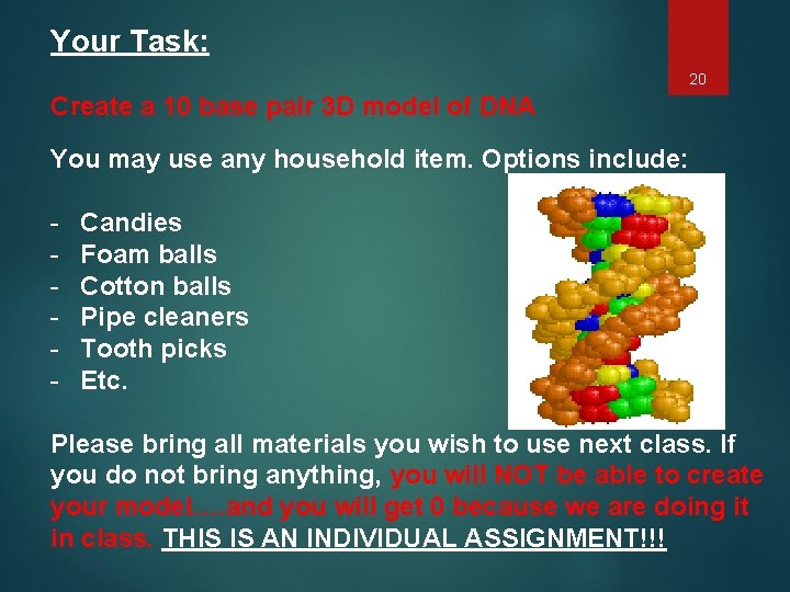 Your Task: 20 Create a 10 base pair 3 D model of DNA You