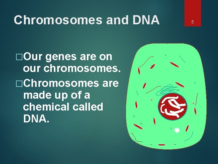 Chromosomes and DNA �Our genes are on our chromosomes. �Chromosomes are made up of