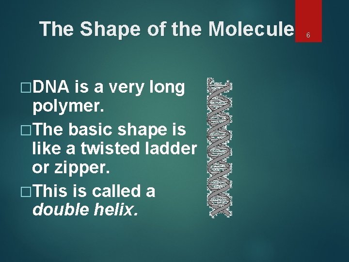 The Shape of the Molecule �DNA is a very long polymer. �The basic shape