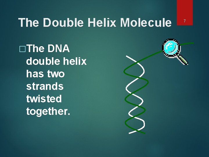 The Double Helix Molecule �The DNA double helix has two strands twisted together. 7