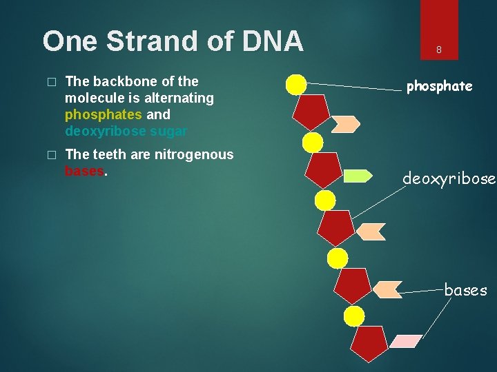 One Strand of DNA � The backbone of the molecule is alternating phosphates and