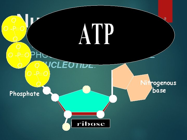 Nucleotides ONE DEOXYRIBOSE O O -P O O O TOGETHER WITH ITS O -P