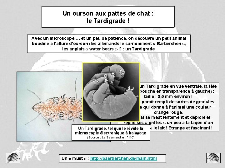 Un ourson aux pattes de chat : le Tardigrade ! Avec un microscope …