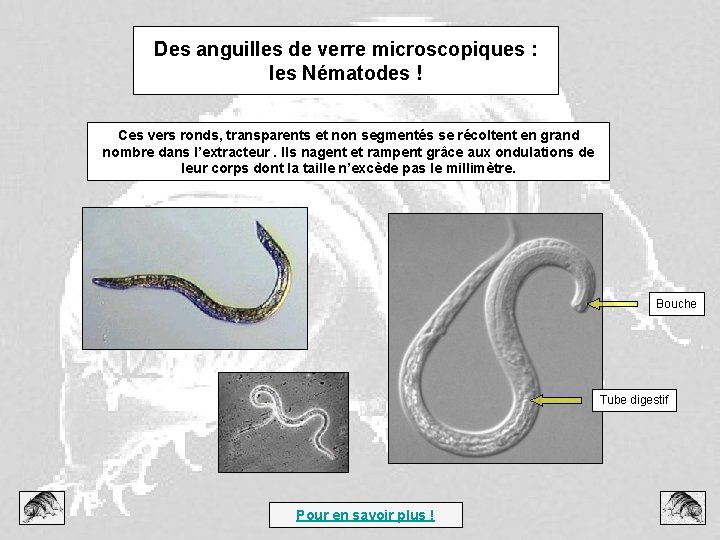 Des anguilles de verre microscopiques : les Nématodes ! Ces vers ronds, transparents et