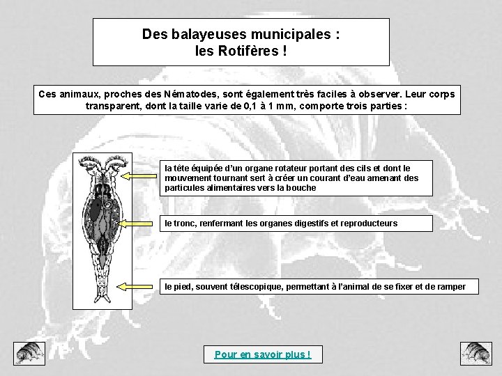 Des balayeuses municipales : les Rotifères ! Ces animaux, proches des Nématodes, sont également