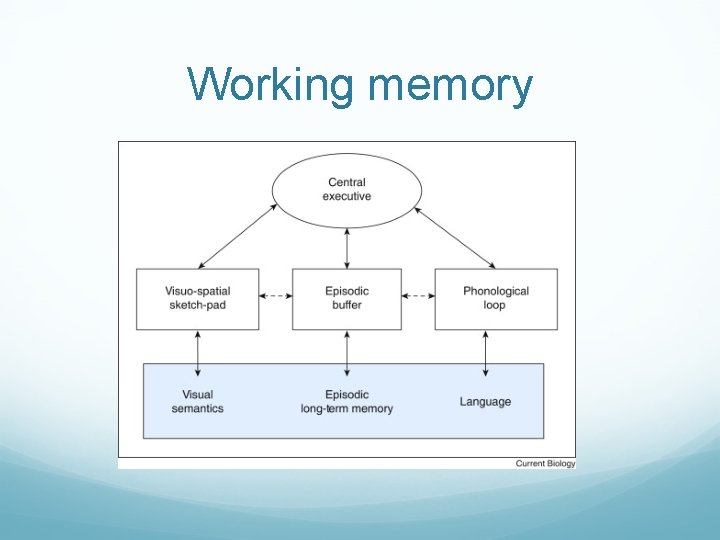 Working memory 