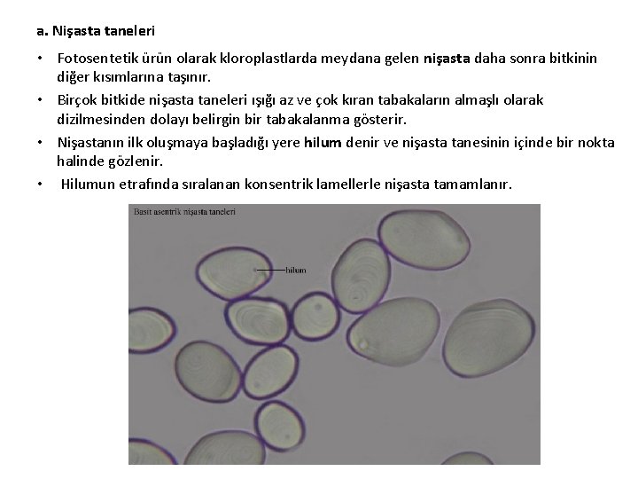 a. Nişasta taneleri • Fotosentetik ürün olarak kloroplastlarda meydana gelen nişasta daha sonra bitkinin