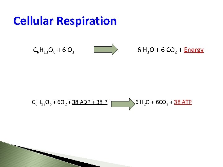 Cellular Respiration C 6 H 12 O 6 + 6 O 2 6 H