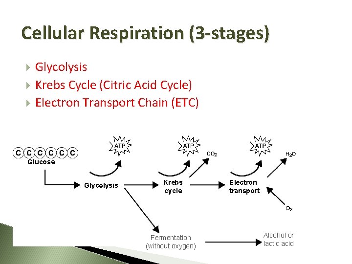 Cellular Respiration (3 -stages) Glycolysis Krebs Cycle (Citric Acid Cycle) Electron Transport Chain (ETC)