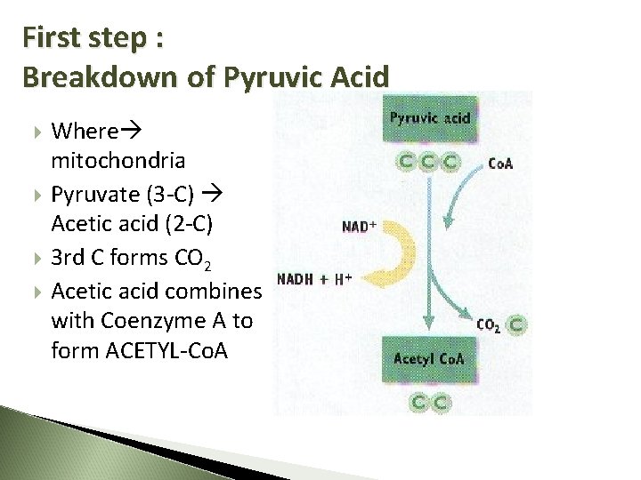 First step : Breakdown of Pyruvic Acid Where mitochondria Pyruvate (3 -C) Acetic acid