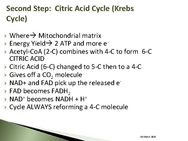 Second Step: Citric Acid Cycle (Krebs Cycle) Where Mitochondrial matrix Energy Yield 2 ATP