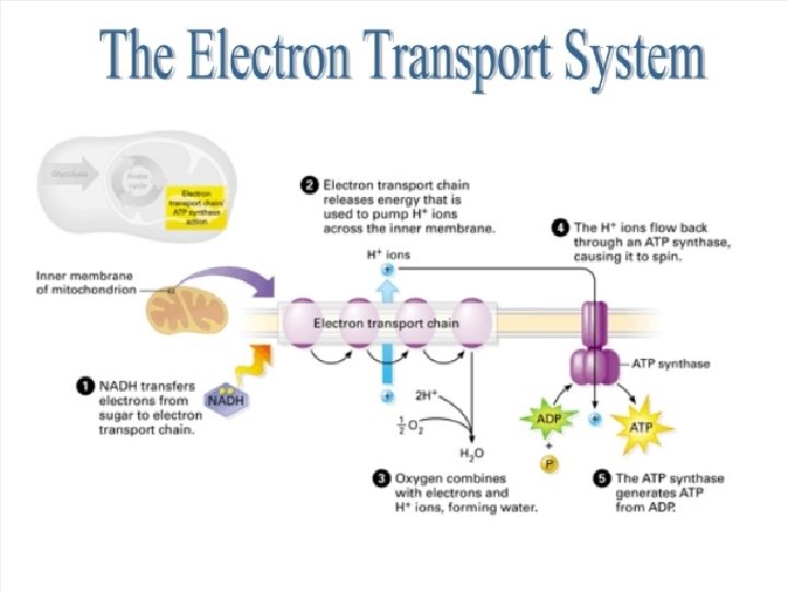 Electron Transport Chain Where inner membrane of mitochondria Energy Yield Total of 32 ATP