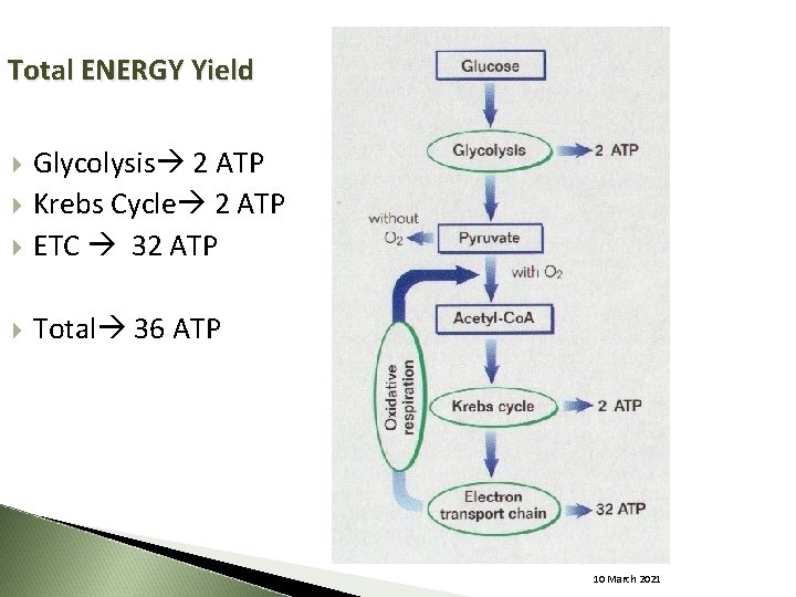 Total ENERGY Yield Glycolysis 2 ATP Krebs Cycle 2 ATP ETC 32 ATP Total