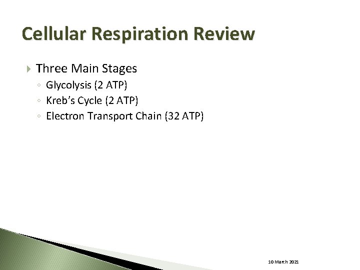 Cellular Respiration Review Three Main Stages ◦ Glycolysis (2 ATP) ◦ Kreb’s Cycle (2