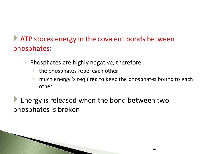  ATP stores energy in the covalent bonds between phosphates: ◦ Phosphates are highly