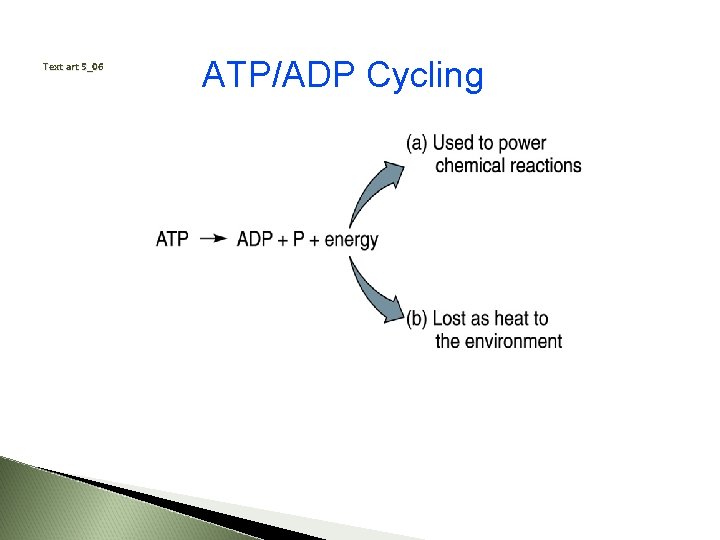 Text art 5_06 ATP/ADP Cycling 