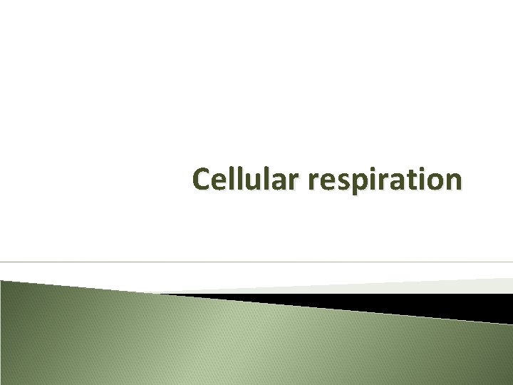 Cellular respiration 