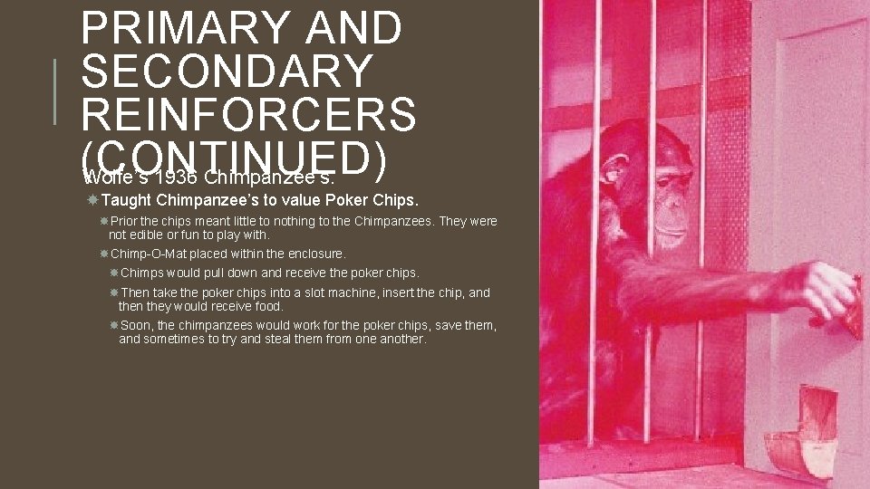 PRIMARY AND SECONDARY REINFORCERS (CONTINUED) Wolfe’s 1936 Chimpanzee’s. Taught Chimpanzee’s to value Poker Chips.