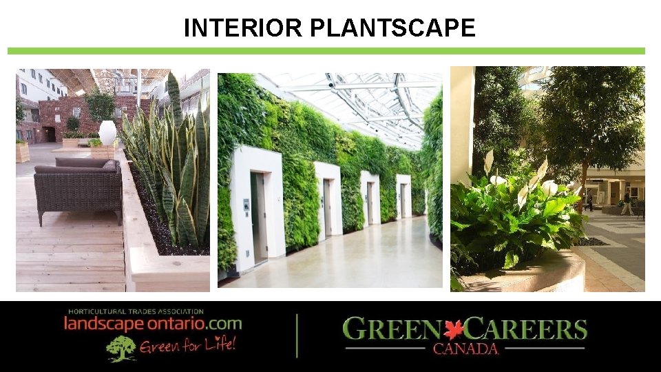 INTERIOR PLANTSCAPE 