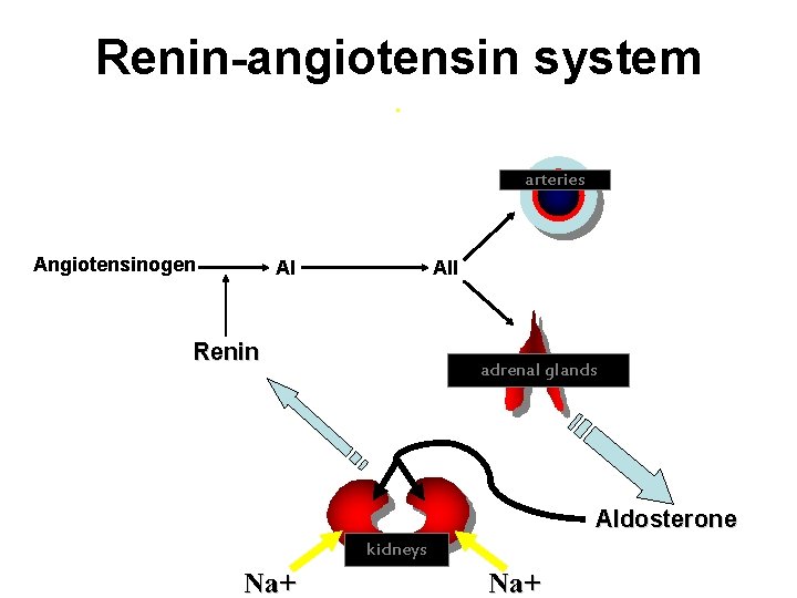 Renin-angiotensin system. arteries Angiotensinogen AI AII Renin adrenal glands Aldosterone kidneys Na+ 