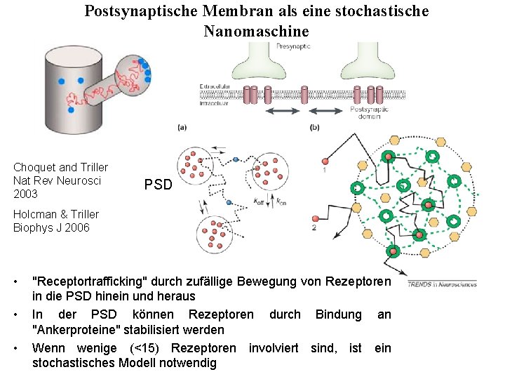 Postsynaptische Membran als eine stochastische Nanomaschine Choquet and Triller Nat Rev Neurosci 2003 PSD