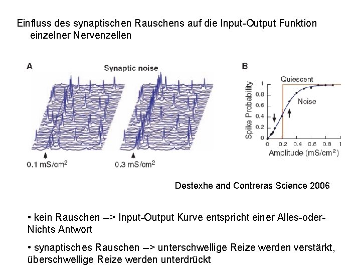 Einfluss des synaptischen Rauschens auf die Input-Output Funktion einzelner Nervenzellen Destexhe and Contreras Science