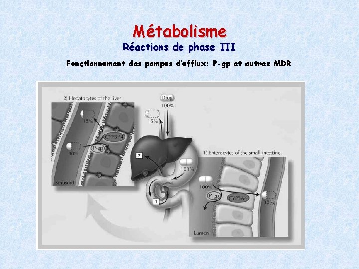 Métabolisme Réactions de phase III Fonctionnement des pompes d’efflux: P-gp et autres MDR 