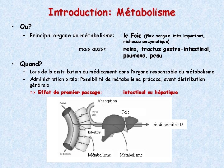 Introduction: Métabolisme • Ou? – Principal organe du métabolisme: mais aussi: le Foie (flux