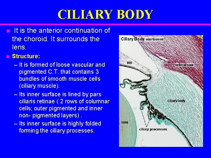 CILIARY BODY n It is the anterior continuation of the choroid. It surrounds the