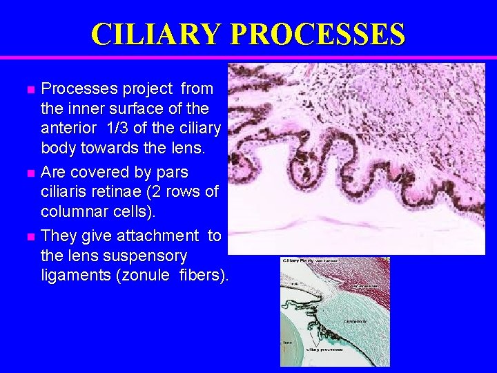 CILIARY PROCESSES Processes project from the inner surface of the anterior 1/3 of the