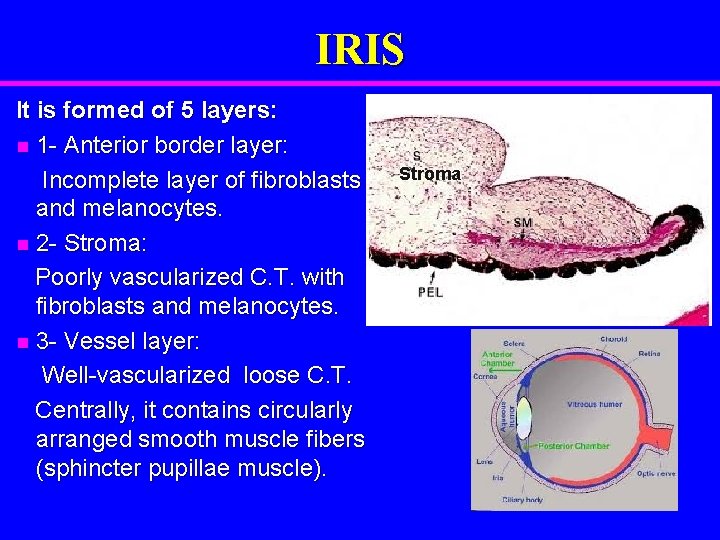 IRIS It is formed of 5 layers: n 1 - Anterior border layer: Incomplete