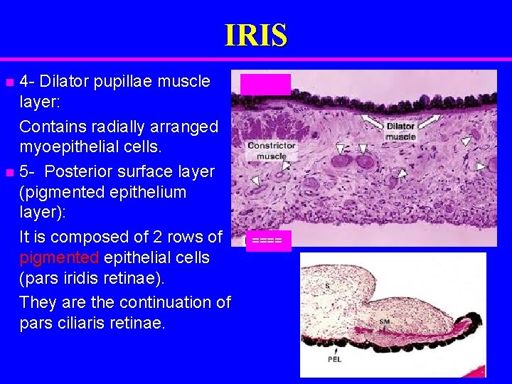 IRIS 4 - Dilator pupillae muscle layer: Contains radially arranged myoepithelial cells. n 5