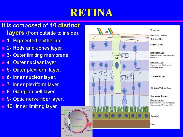 RETINA It is composed of 10 distinct layers (from outside to inside): n n