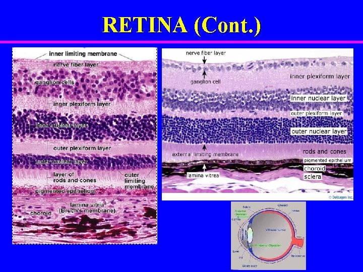 RETINA (Cont. ) 