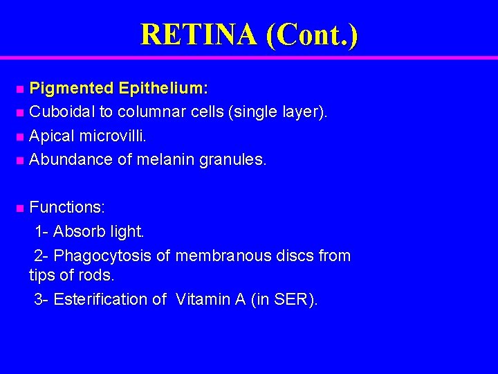 RETINA (Cont. ) Pigmented Epithelium: n Cuboidal to columnar cells (single layer). n Apical