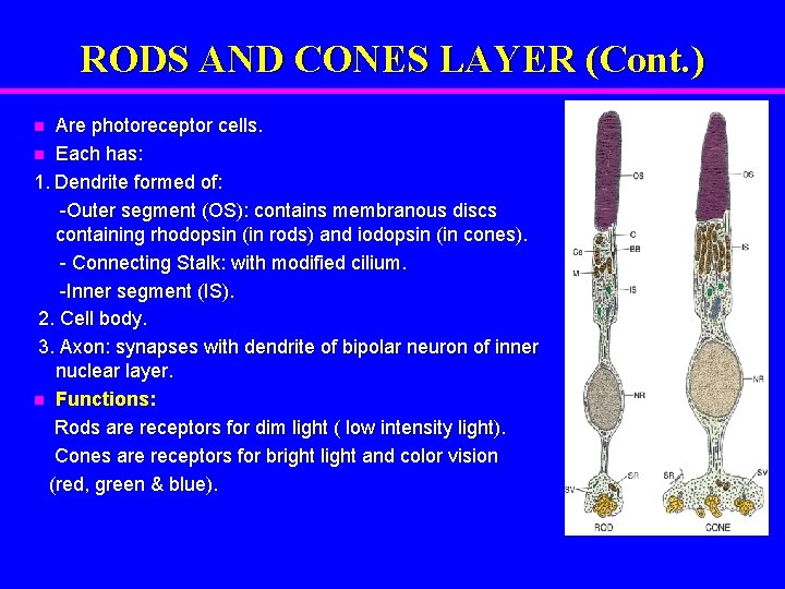 RODS AND CONES LAYER (Cont. ) Are photoreceptor cells. n Each has: 1. Dendrite