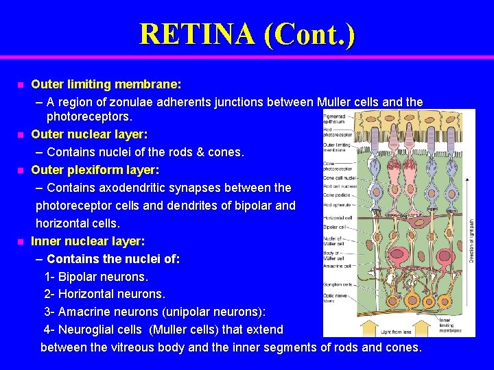 RETINA (Cont. ) n n Outer limiting membrane: – A region of zonulae adherents
