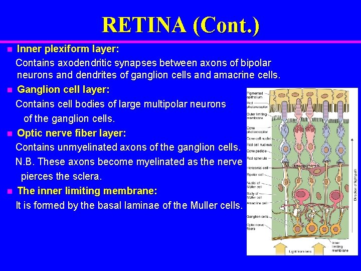 RETINA (Cont. ) Inner plexiform layer: Contains axodendritic synapses between axons of bipolar neurons
