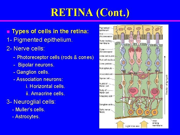 RETINA (Cont. ) Types of cells in the retina: 1 - Pigmented epithelium. 2