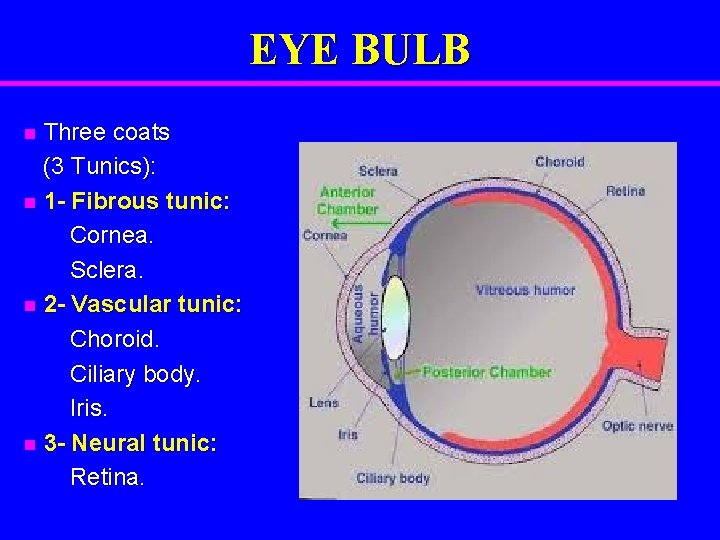 EYE BULB Three coats (3 Tunics): n 1 - Fibrous tunic: Cornea. Sclera. n