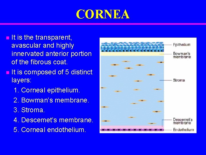 CORNEA It is the transparent, avascular and highly innervated anterior portion of the fibrous